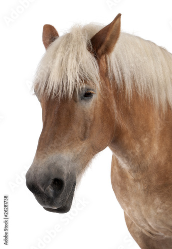 Fototapeta Naklejka Na Ścianę i Meble -  Close-up of a draft horse, Belgian Heavy Horse, Brabancon