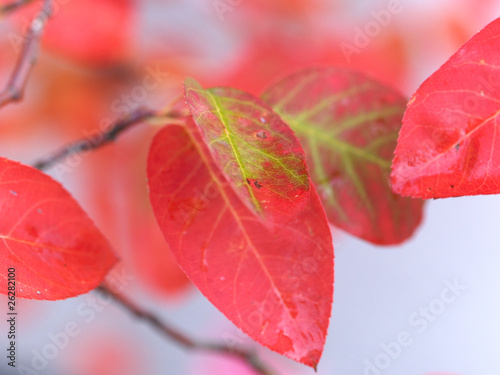Herbstliche Blätter am Baum