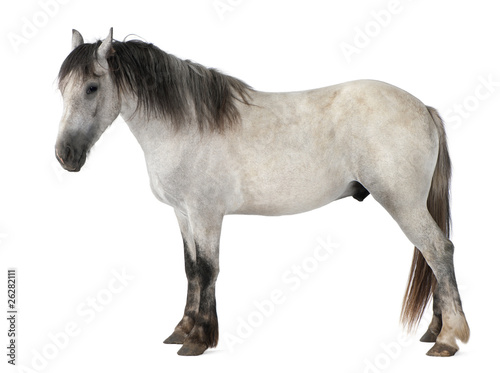 Horse, 2 years old, standing in front of white background © Eric Isselée