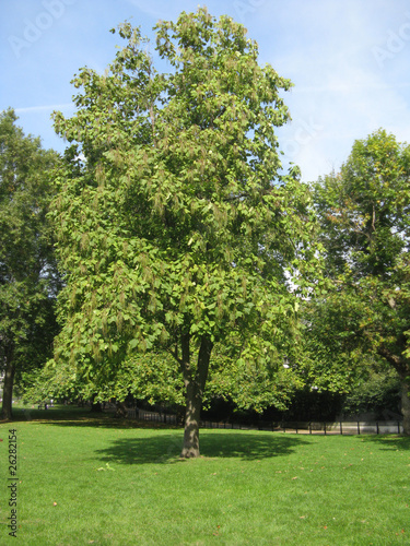 green tree in hide park