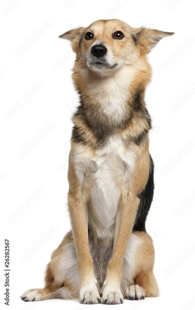 Mixed-breed, 3 years old, sitting in front of white background