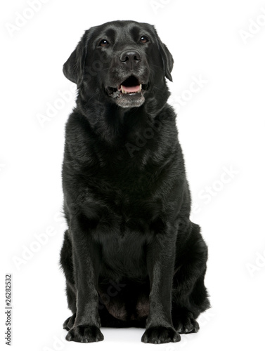 Fototapeta Naklejka Na Ścianę i Meble -  Black Labrador retriever, 4 years old, sitting