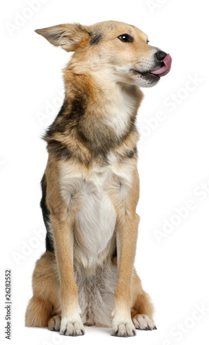 Mixed-breed, 3 years old, sitting in front of white background