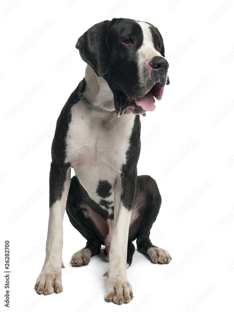 Great Dane, 15 months old, sitting in front of white background