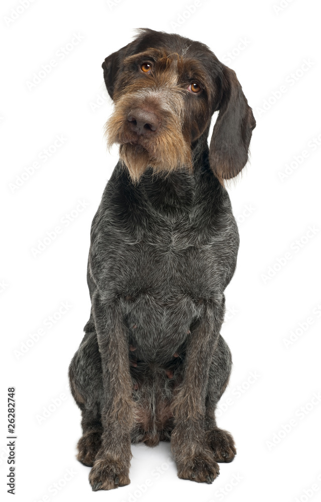German shorthaired pointer, 6 years old, sitting