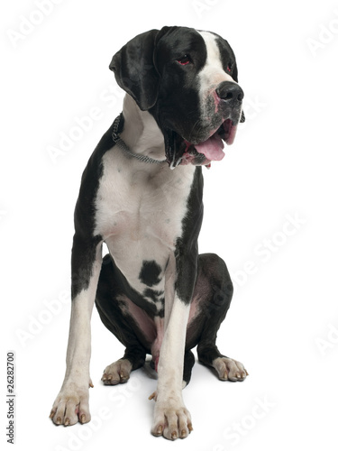 Great Dane, 15 months old, sitting in front of white background © Eric Isselée