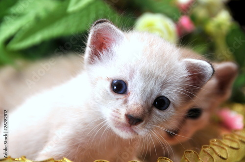 Kitten © sahaini ahmad