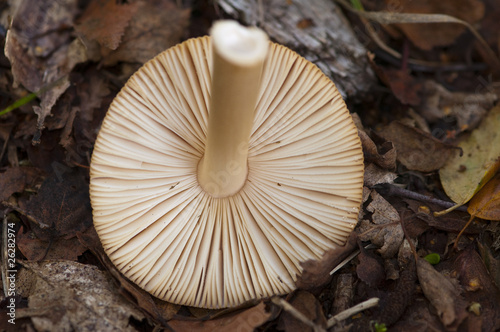 gill detail on mushroom