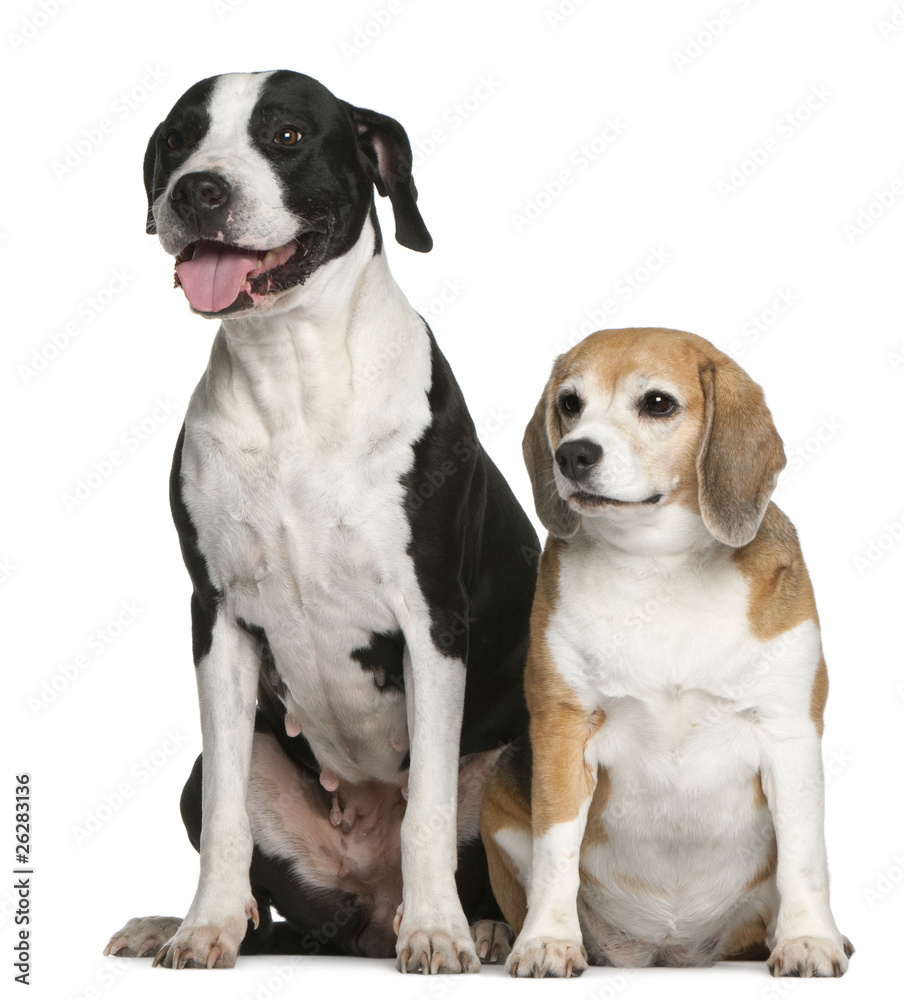 Argentine dogo and a beagle sitting Argentine dogo and a beagle sitting
