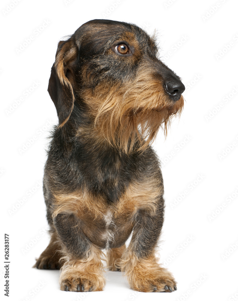 Dachshund, 2 years old, standing in front of white background