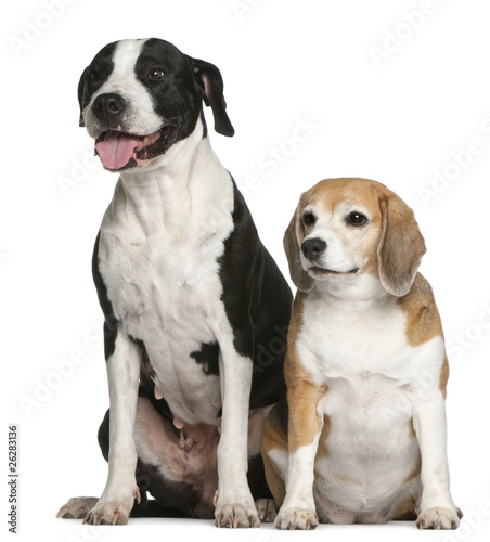 Fototapeta Naklejka Na Ścianę i Meble -  Argentine dogo and a beagle sitting