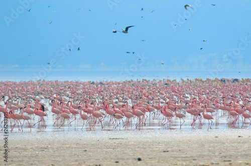 flocks of flamingo