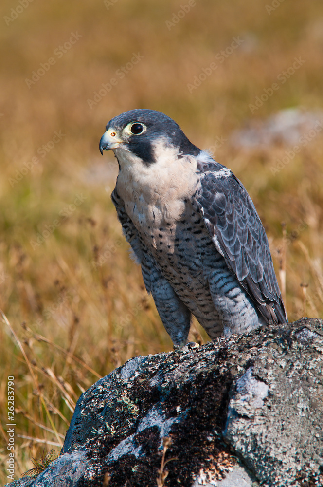 Fototapeta premium Peregrine Falcon on rock