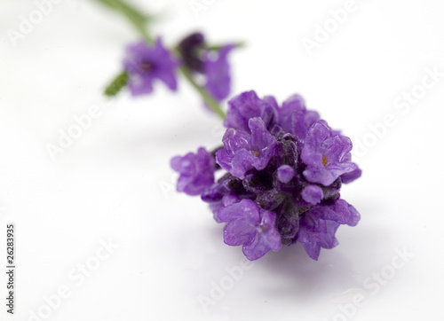 closeup of lavender flowers isolated on white