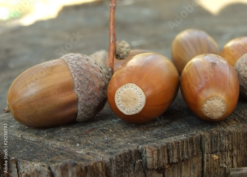 acorns