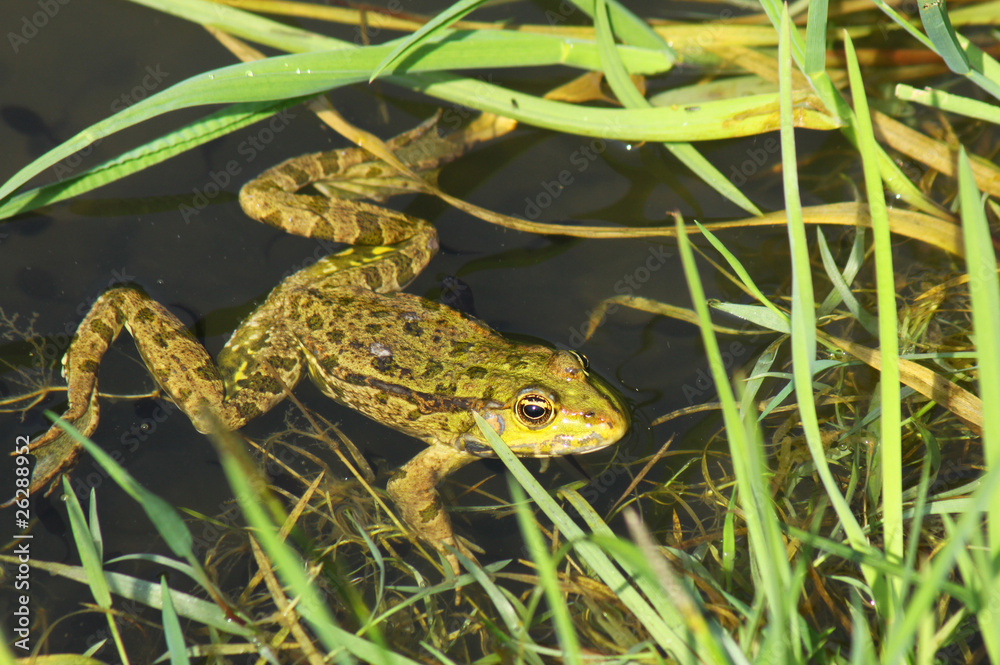 Big green frog (American Bullfrog) crawling from the water Big green frog (American Bullfrog) crawling from the water
