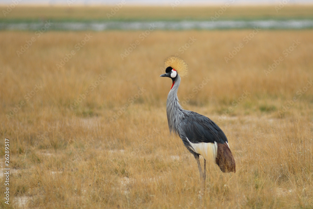 Gray Crowned Crane Gray Crowned Crane