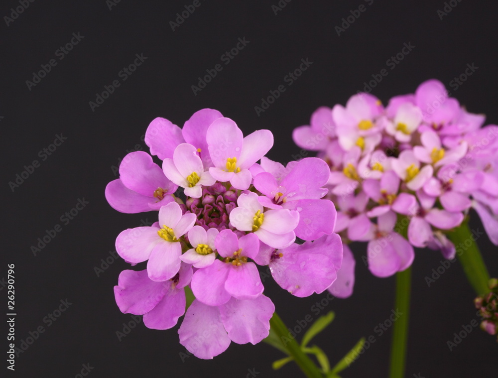 candytuft candytuft