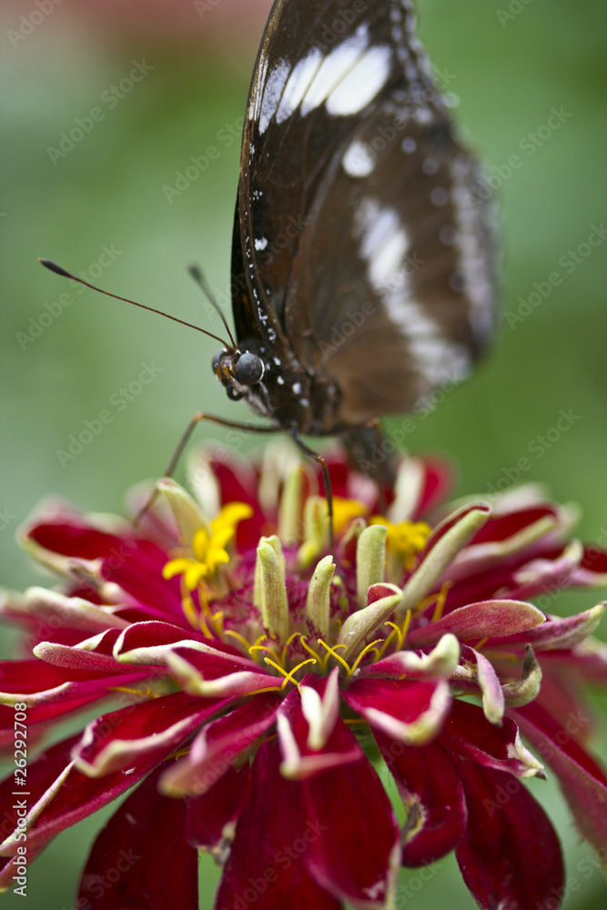 Naklejka premium papillon
