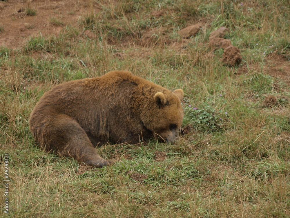Obraz premium Oso pardo