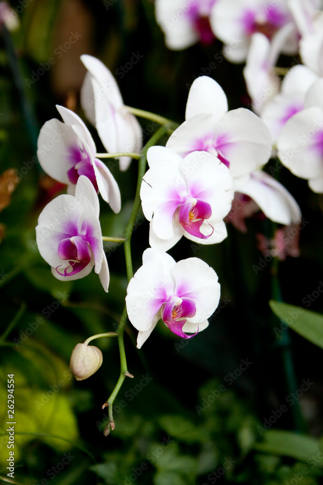 Fototapeta premium White orchid flower