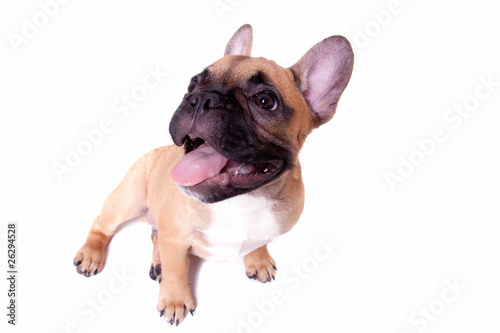 Little french bulldog puppy © MaxFX