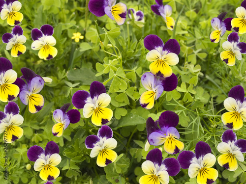 field of colorful spring flowers pansies and clover © sherjaca