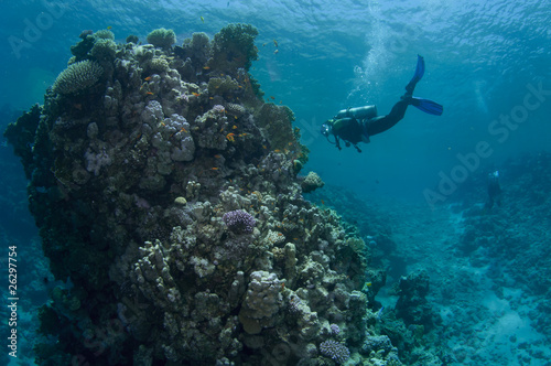scuba diver and big coral pinnicle