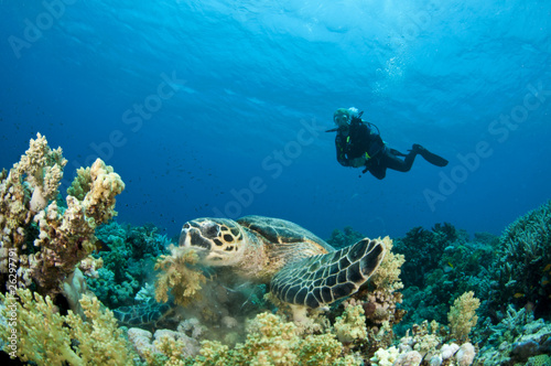 Sea Turtle feeding with scuba diver