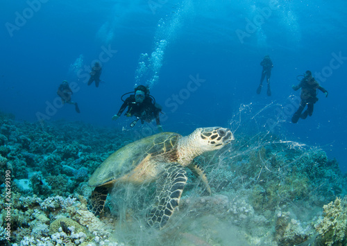 Sea Turtle with scuba divers © JonMilnes