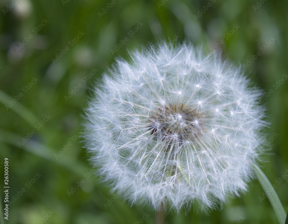 Fototapeta premium dandelion