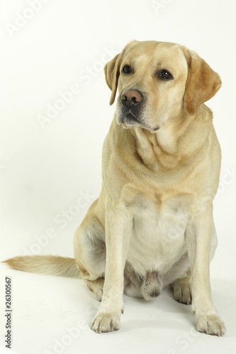 Labrador Rüde