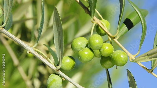 a branch of olive tree moved by the wind