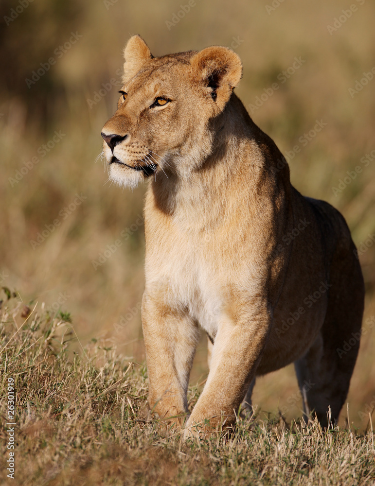 Lioness (panthera leo) lying in savannah and yawning in South Af Lioness (panthera leo) lying in savannah and yawning in South Af
