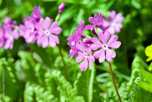 野生の桜草の花 © varts