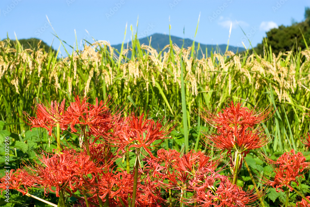 伊勢原のマンジュシャゲの花と稲穂と大山 伊勢原のマンジュシャゲの花と稲穂と大山