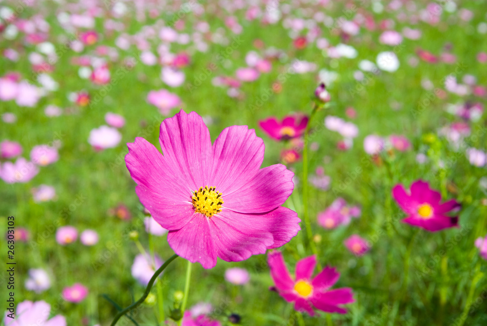 コスモスのお花畑 コスモスのお花畑