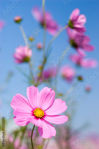 ピンクのコスモスの花と空