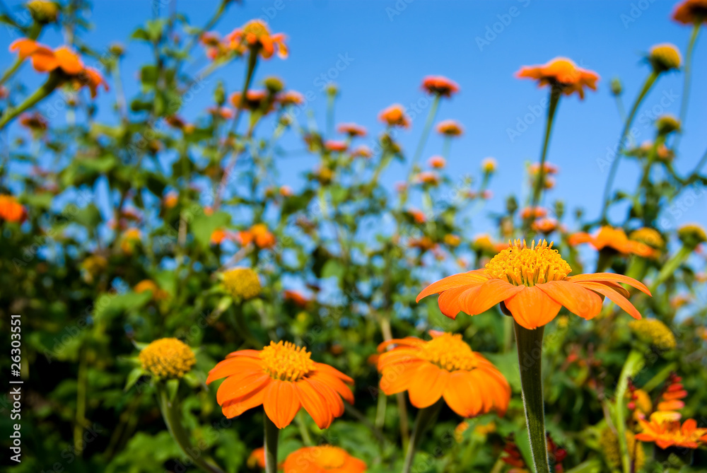 満開のティトニアの花