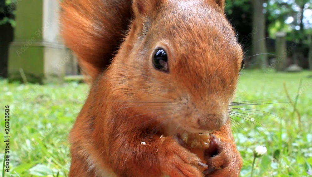 Eichhörnchen