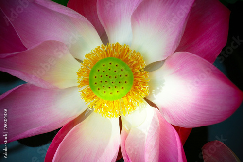 Close up of waterlily