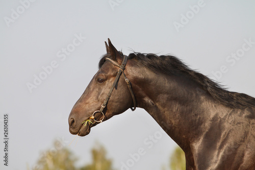 black stallion