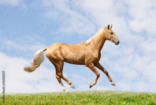 palomino horse