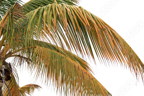 Fototapeta Naklejka Na Ścianę i Meble -  palmes de cocotier sur fond blanc