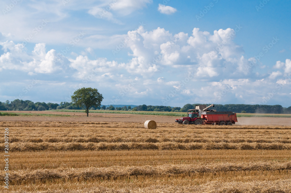 combine harvesting ripe wheat on farm field combine harvesting ripe wheat on farm field
