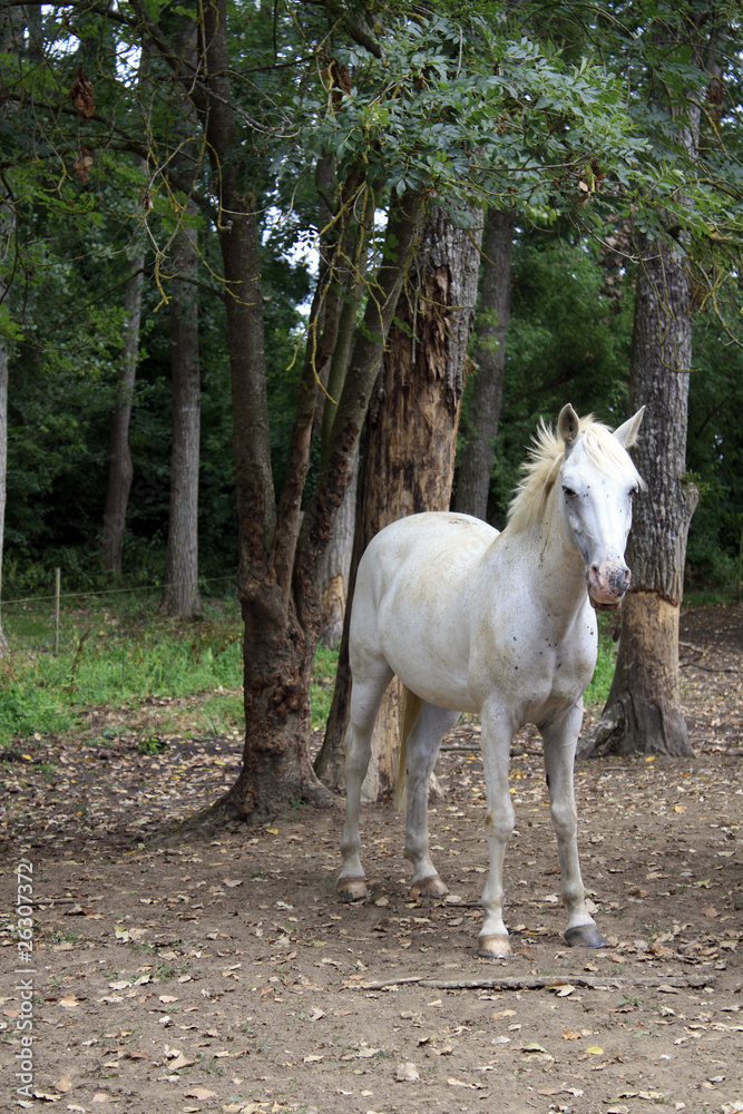 Obraz premium cheval blanc