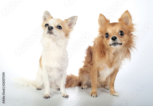 two chihuahua sitting and looking up on white © niknikp