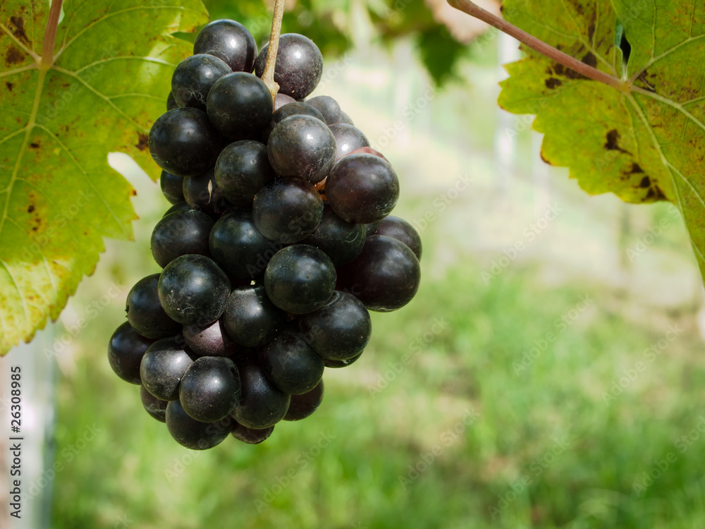 Fototapeta premium Fresh grape