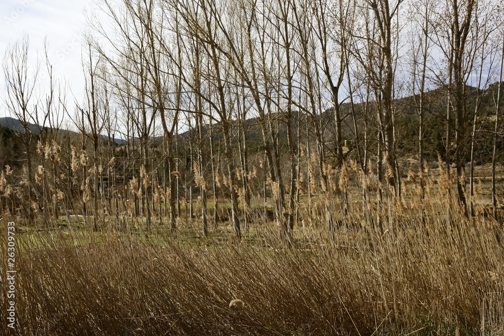 Obraz premium Autumn poplar trees and spikes on early winter fall
