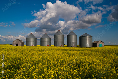 A row of steel grain bins in a field of yellow canola flowers